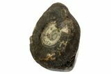 Ammonite In Septarian Nodule - Madagascar #124160-2